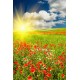 Gelincikler Gergi Avize 140x100 Hayal Penceresi Hazır Gergi Tavan Gelincikler Gergi Avize 140x100 Hayal Penceresi Hazır Gergi Tavan