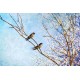 Ağaçtaki Kuşlar Gergi Avize 80x68 Hayal Penceresi Hazır Gergi Tavan